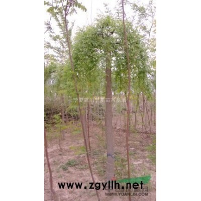 白蜡小苗 国槐小苗