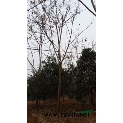 金丰绿化供应湖北精品移栽栾树