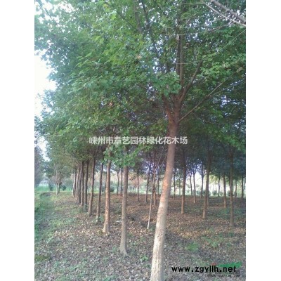 供应栾树1-18公分精品苗、产地直销。