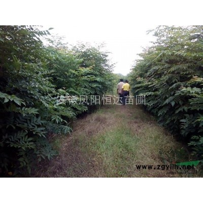 安徽国槐小苗*新报价/国槐小苗图片