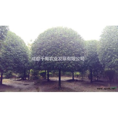 栾树基地直供   摇钱树   温江栾树苗圃  栾树工程苗