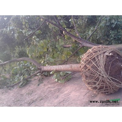 国槐行情报价\国槐图片展示