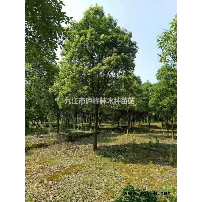 大量黄山栾树1一15公分