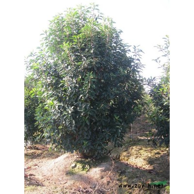溧水基地直销大量各种规格黄山栾树，欢迎来电咨询。