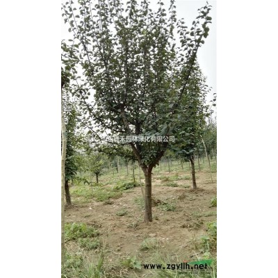 国槐25-40公分 杆高2.5-4.5米 3年帽 山东济南货
