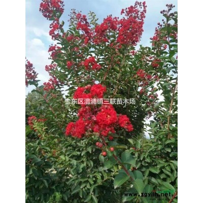 浙江金华栾树18至25公分