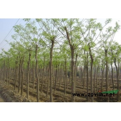 供应3-4cm国槐，量大