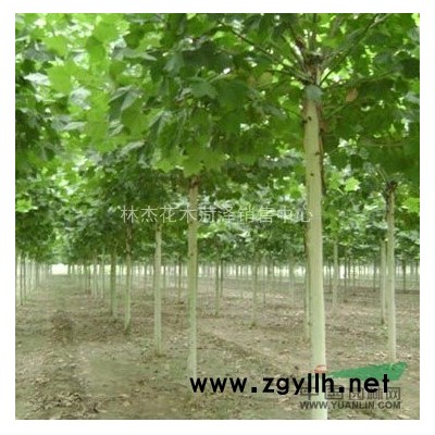 泰安绿化国槐小苗-山东国槐小苗销售商-2公分国槐苗价格