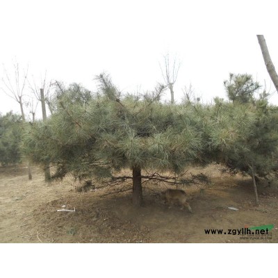 北京15-25公分国槐