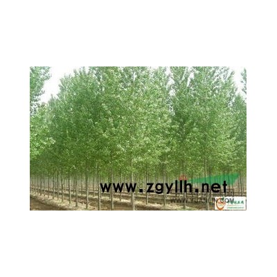 速生国槐、白蜡毛白杨、速生柳垂柳、侧柏、速生杨等
