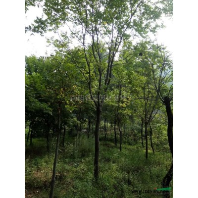 北京栾树（北栾）图片\北京栾树（北栾）报价