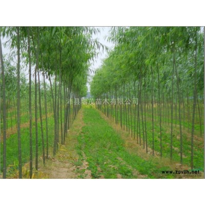 江苏林地养殖优选树种-竹柳,速生杨树苗,法桐,白蜡,栾树