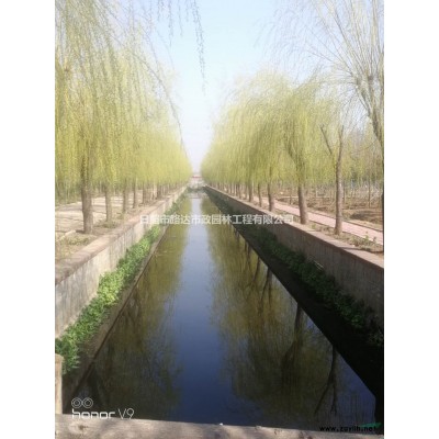 山东雪松价格_雪松图片_雪松基地_雪松产地