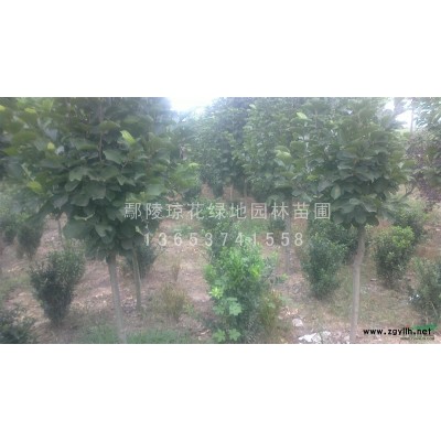 0.5-2公分国槐小苗