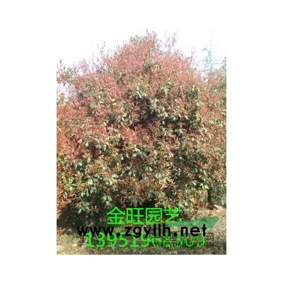 栾树价格信息，栾树苗木价格行情