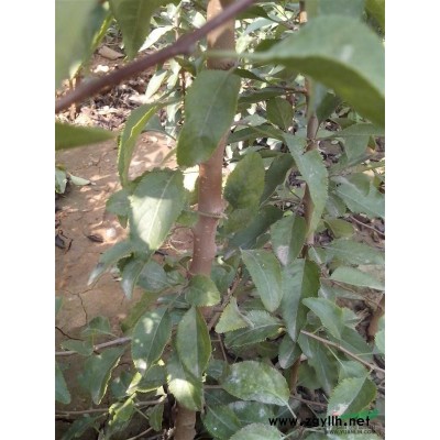 山西国槐山西国槐苗图片国槐哪里便宜国槐苗价格