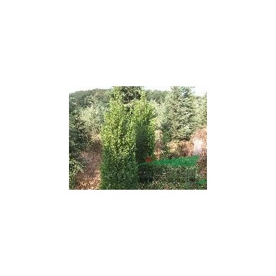 南京国槐*优惠/国槐批发价格*低