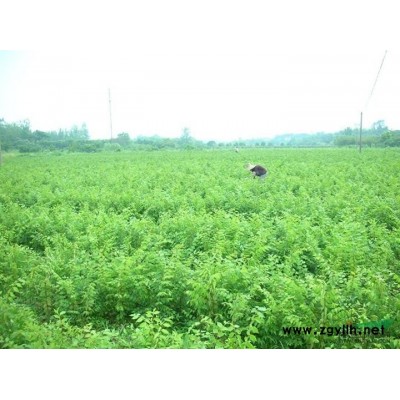 栾树、江西栾树基地、九江栾树、栾树小苗、移植栾树