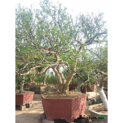 石榴树 花石榴 柿子树 枣 树国槐 白蜡 法桐 皂角 山楂树