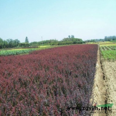 金枝国槐行情报价\金枝国槐图片展示