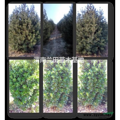 栾树又添新奇葩——乔木之星金叶栾