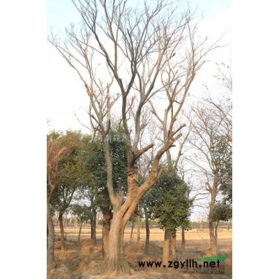河南国槐供应 出售河南国槐 河南国槐价格