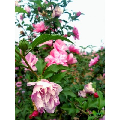 栾树--栾树低价出售50000株