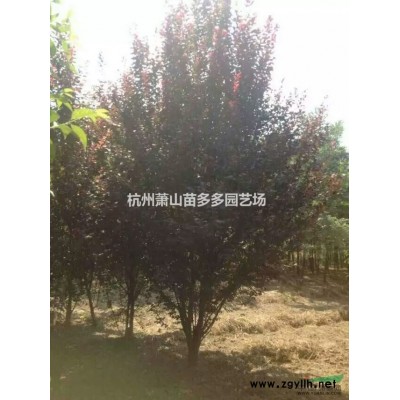 萧山栾树 浙江栾树规格 栾树*新价格，栾树行情