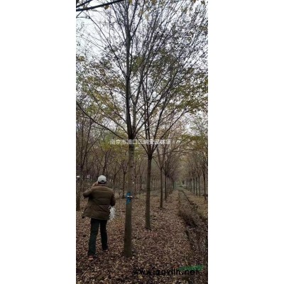 7米雪松 特价供应