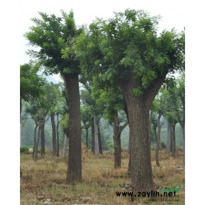 山东国槐  树形美得国槐  价格优异的国槐