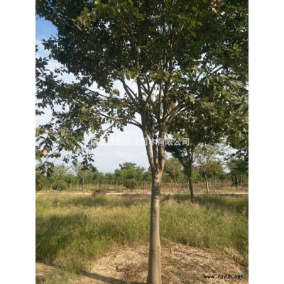 江苏供应雪松小苗基地规格*