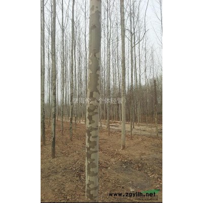 常年出售大量规格不一的绿化苗木。速生及老式法桐，国槐，垂