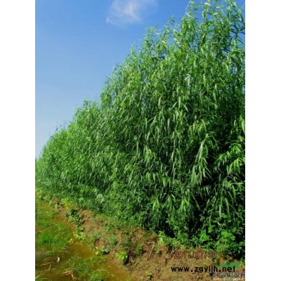 大量供应当年生国槐5万株，二年生国槐2万株