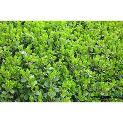 雪松，河南雪松