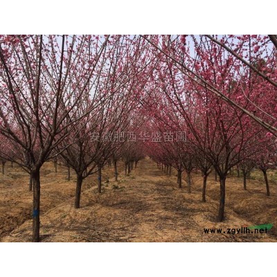 肥西栾树，安徽肥西栾树种植