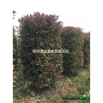 落羽衫、中山杉、香樟、大叶樟、刚竹、腊梅、大桂花、雪松、