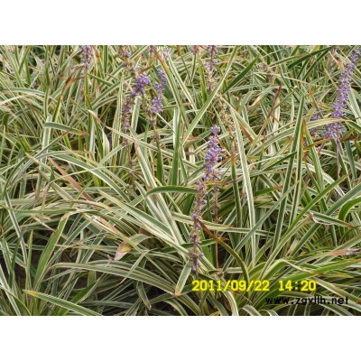 栾树*新价格/栾树报价