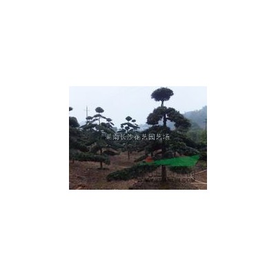 供应雪松.树型自然.苍劲质朴.