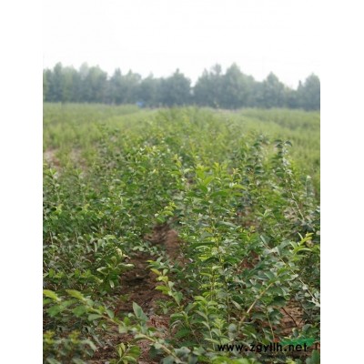 国槐树-国槐树种植基地-国槐树专卖【青州森林苗木】