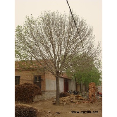 供应15-20公分国槐共3000棵