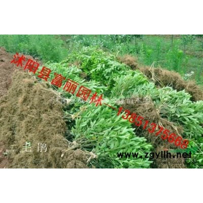 苗圃急售樱花2-3-5-8公分，栾树，合欢树，国槐