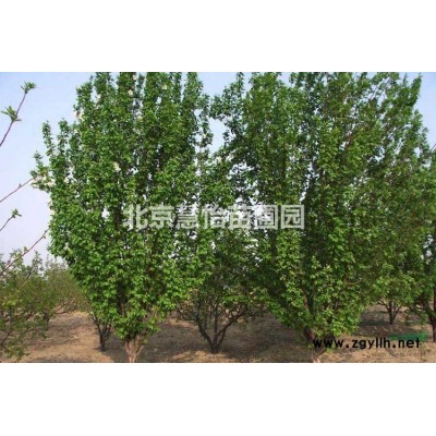 北京哪里有国槐树种植基地出售？