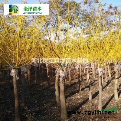 10公分金枝国槐12公分金枝国槐点击