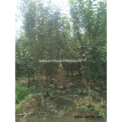 河北廊坊长期供应大量8-12公分国槐