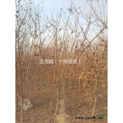 红樱木’，国槐，黄栌，金叶榆桃树山楂柳树