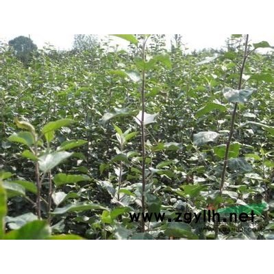 大量供应国槐苗侧柏苗白皮松刺槐苗紫穗槐油松