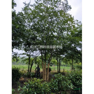 黄山栾树14公分大量供应