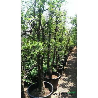 云南地区出售4-35公分栾树成品苗