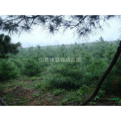 山西白皮松，山西绛县白皮松，白皮松的价格，那里有白皮松