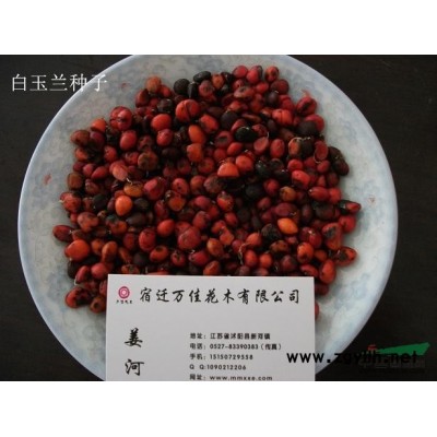 白皮松种子，白蜡种子，北京栾树种子，板栗种子，柏木种子